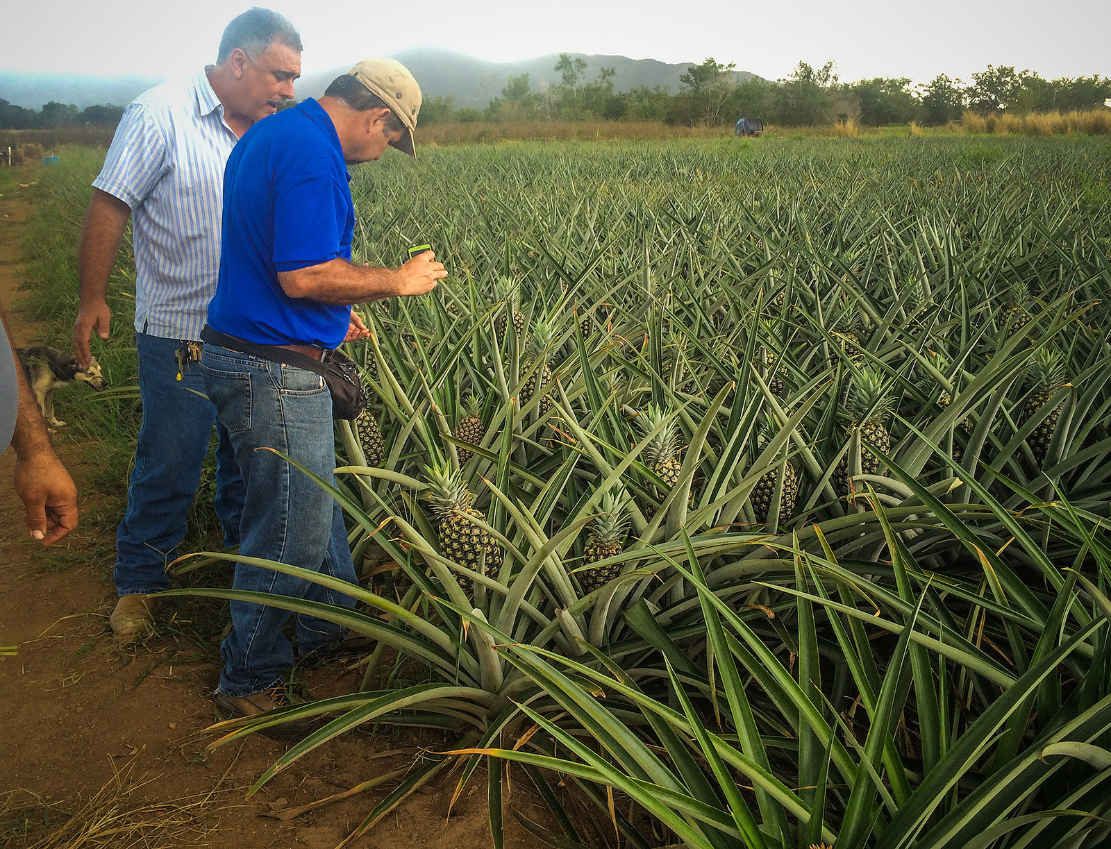 Local entrepreneurs push for agricultural self-sufficiency in Puerto Rico after Hurricane Maria