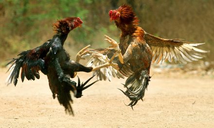 US Congress poised to ban cockfighting in the US territories