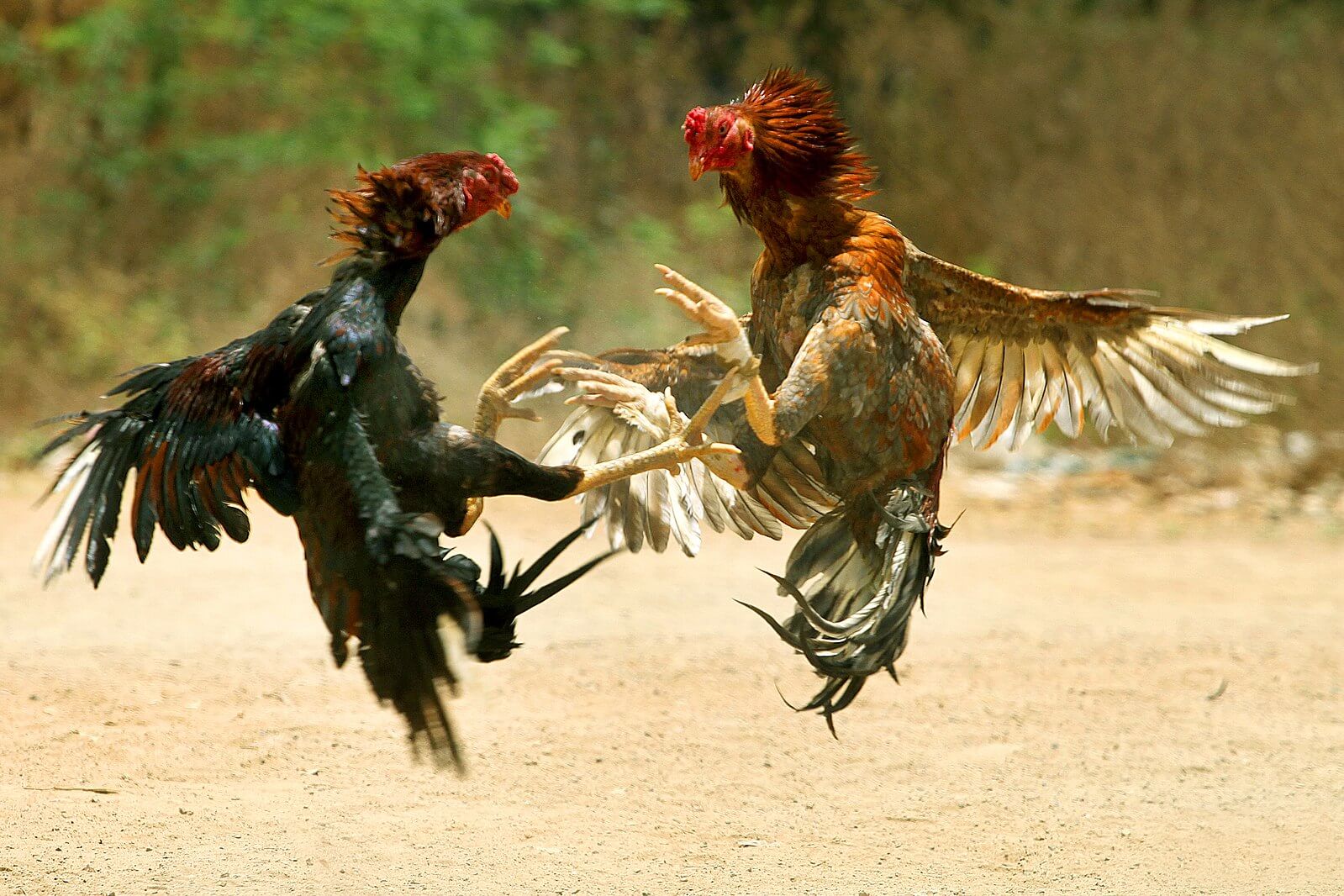 US Congress poised to ban cockfighting in the US territories