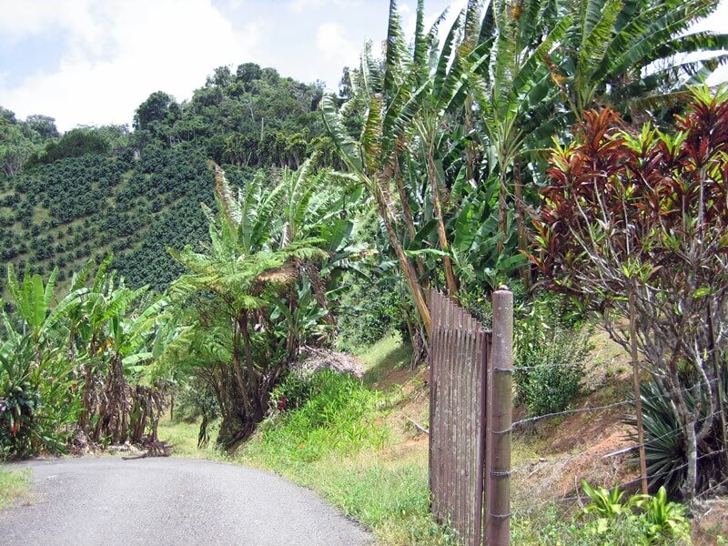 Puerto Rico looking to incentivize agriculture to boost economy