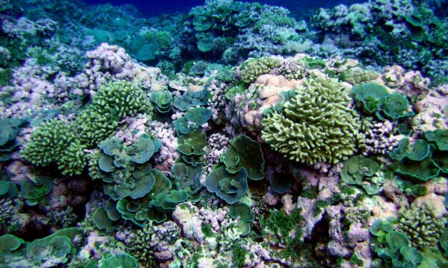 American Samoa’s inspiring coral reefs