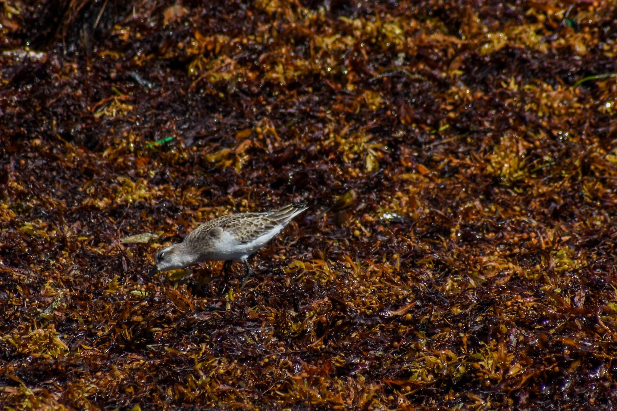 Record amount of seaweed is choking the Caribbean