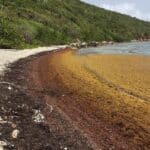 US Virgin Islands request and receive emergency declaration for sargassum problem