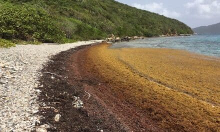 US Virgin Islands request and receive emergency declaration for sargassum problem