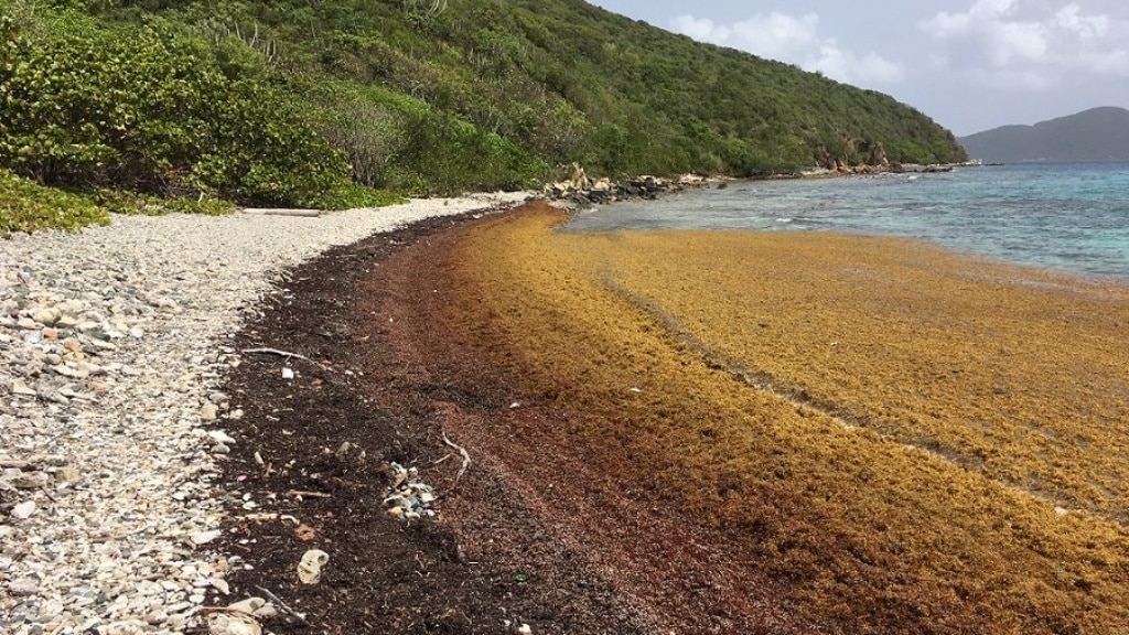 US Virgin Islands request and receive emergency declaration for sargassum problem