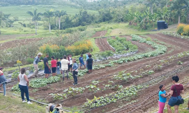 Puerto Rico’s agriculture solution to climate change
