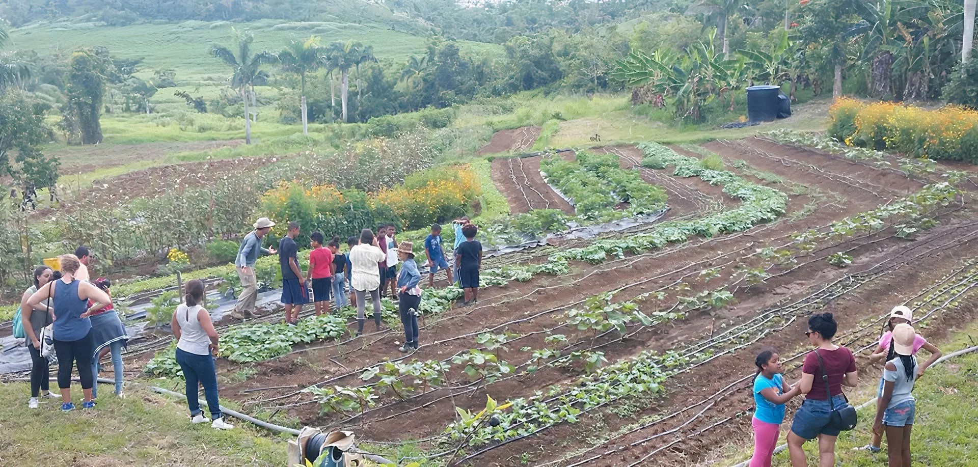 Puerto Rico’s agriculture solution to climate change