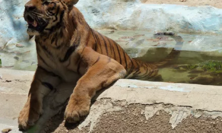 A look into the Puerto Rico zoo closure