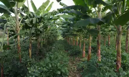 Jenniffer González-Colón and Jill Tokuda introduce legislation in support of plantains, bananas and cacao