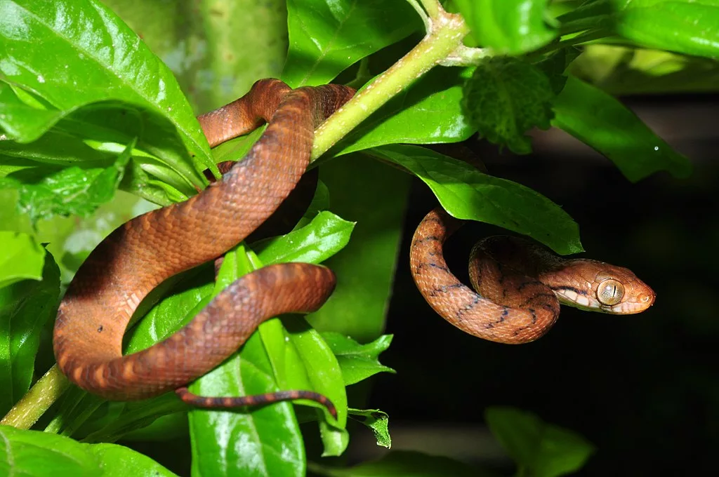 Shortly after World War II, the brown tree snake was introduced to the island of Guam and caused much of the endemic wildlife to become extinct. Photo credit: Pavel Kirillov 