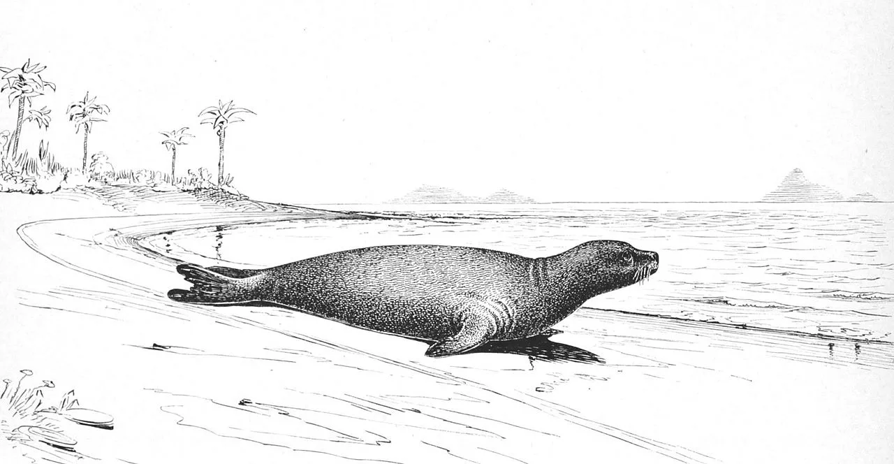 Caribbean monk seal, which inhabited the Caribbean and went extinct in 1967.