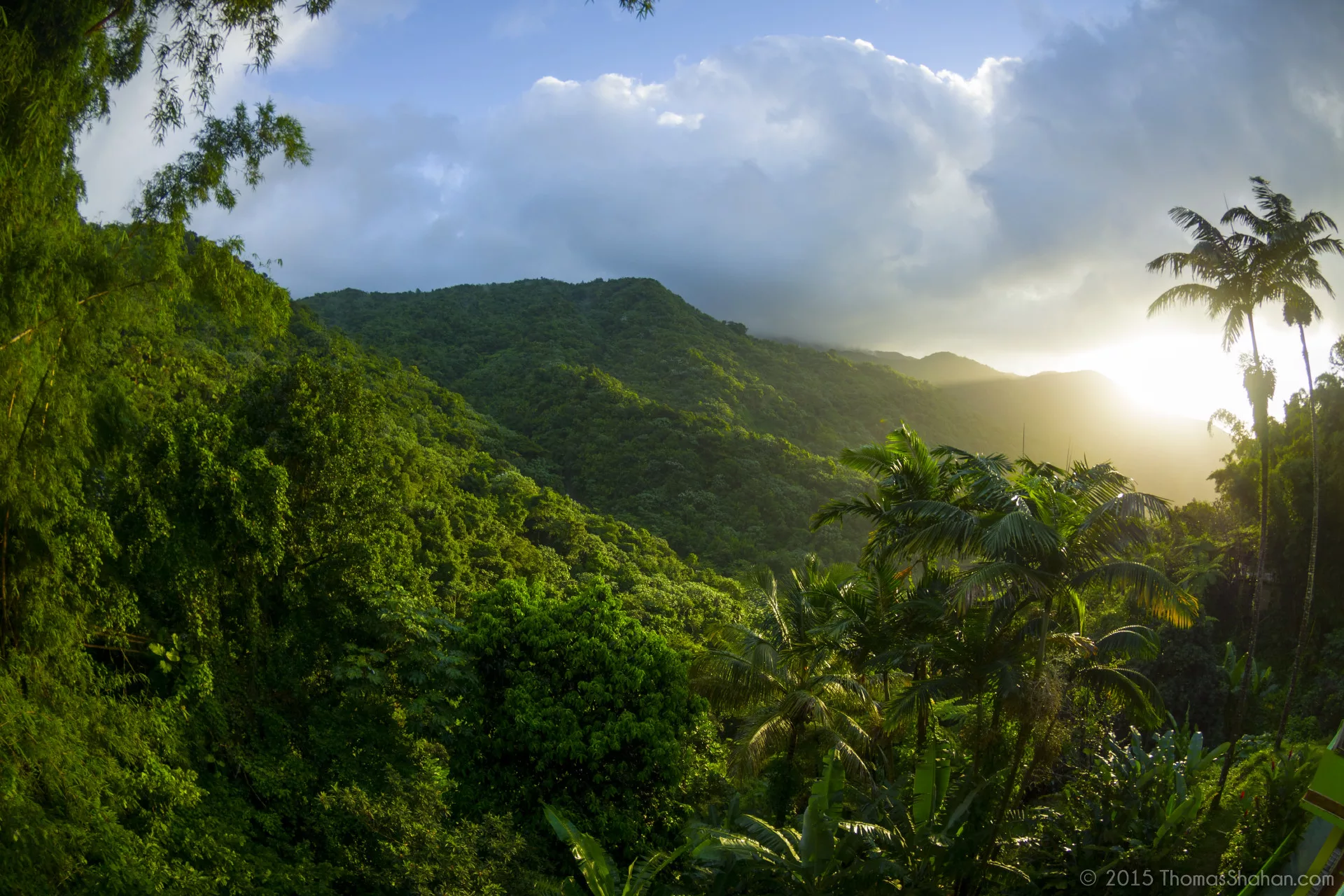 Yunque National Forest in Puerto Rico. Photo credit: Thomas Shagan