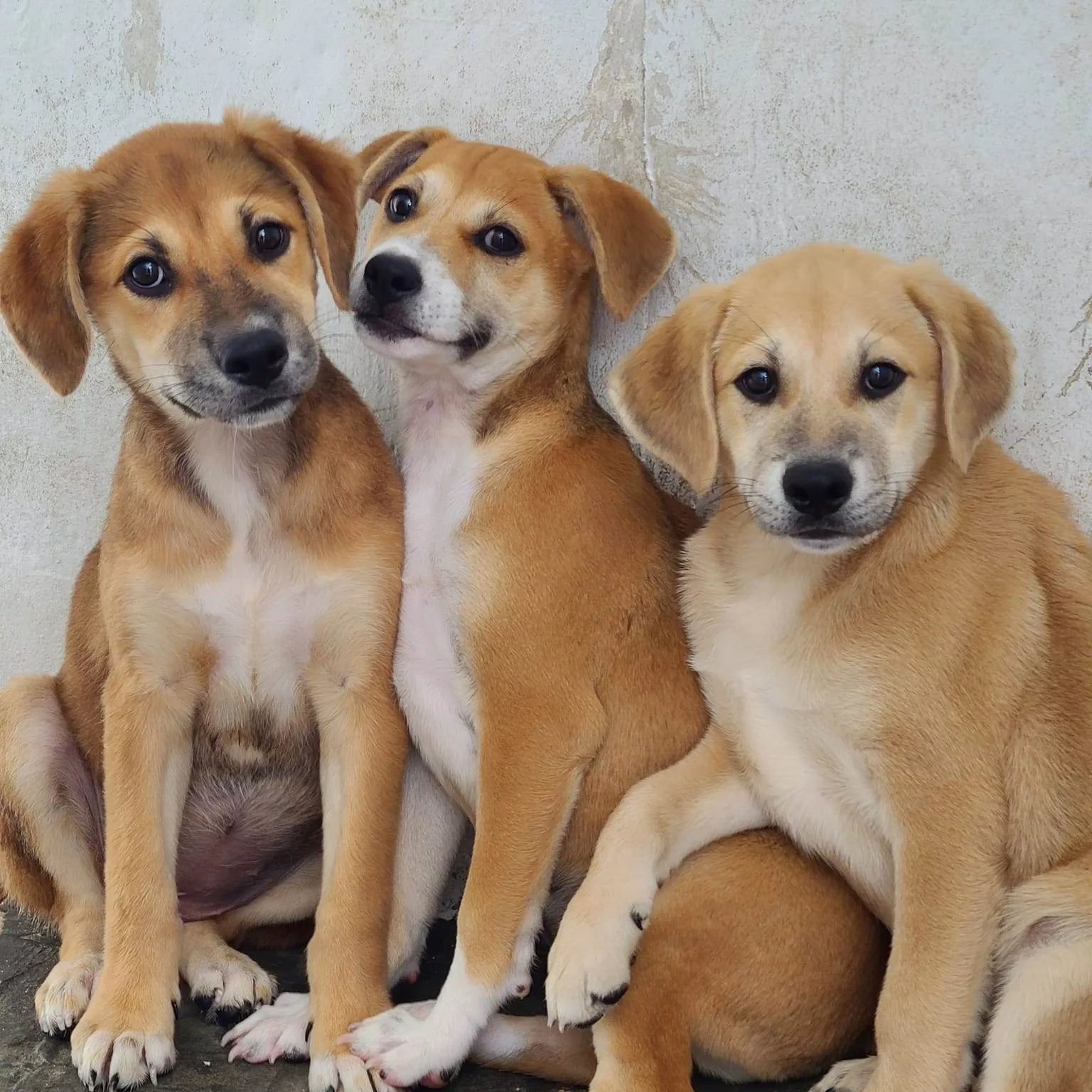 Guam’s stray dogs—curse or a blessing?