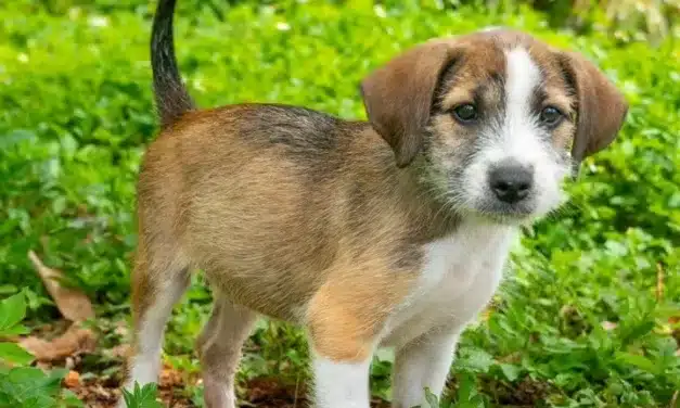 Rescued stray dog in Guam. Photo credit: Guam Animals in Need