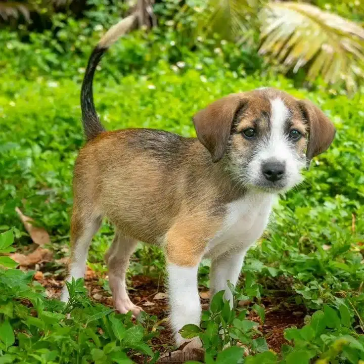 Guam’s stray dog crisis: Battling uncontrolled breeding and limited resources