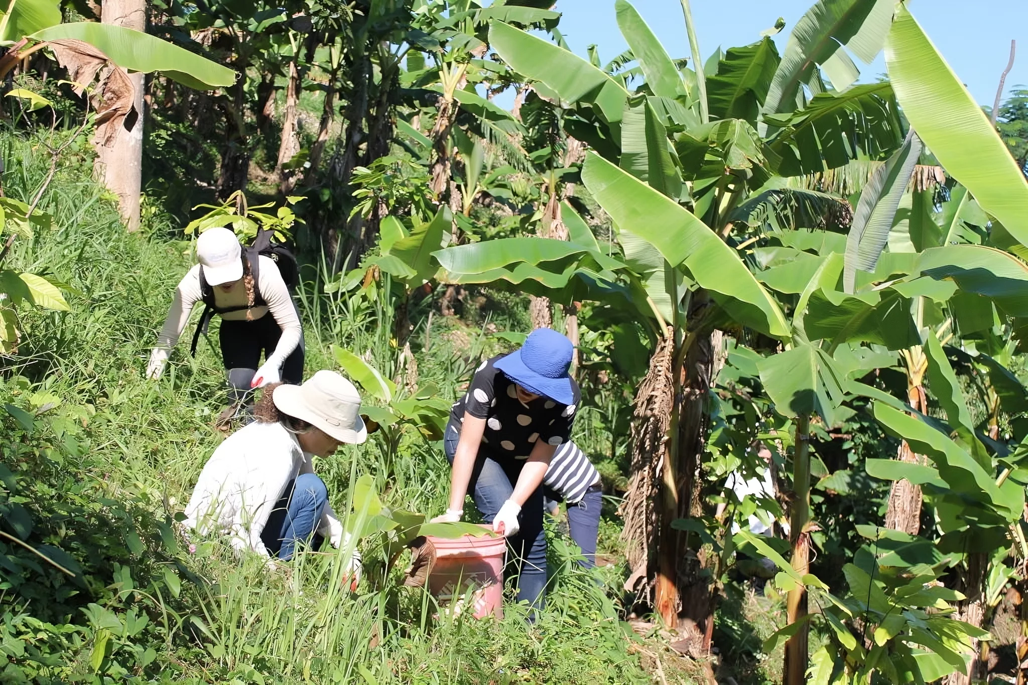 Challenges in achieving food sovereignty: Puerto Rico’s path to sustainability