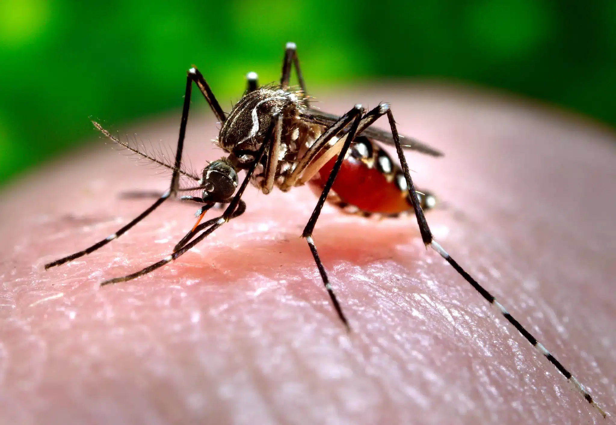 Strength in numbers: How federal agencies are combatting dengue in Puerto Rico