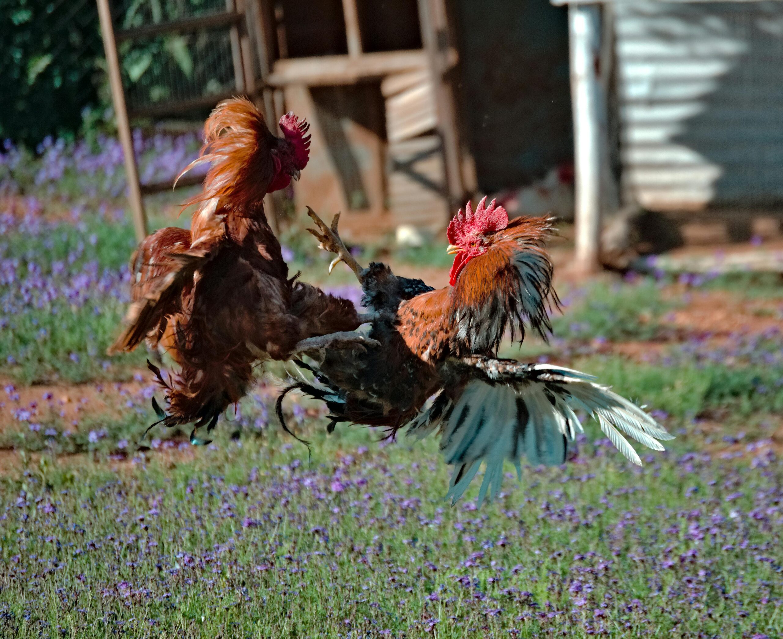 Ban on cockfighting brought to Ninth Circuit by Northern Mariana Islands local