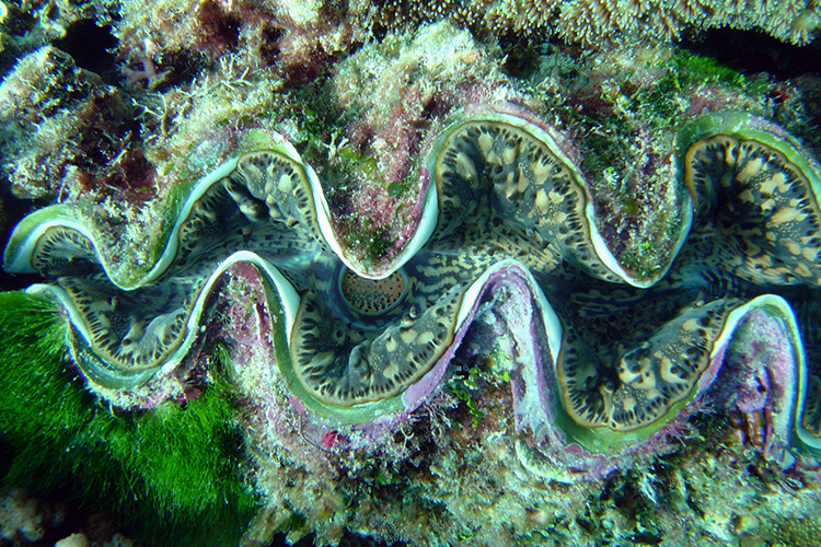 Clash between conservation and culture over NOAA reclassification of Guam giant clams