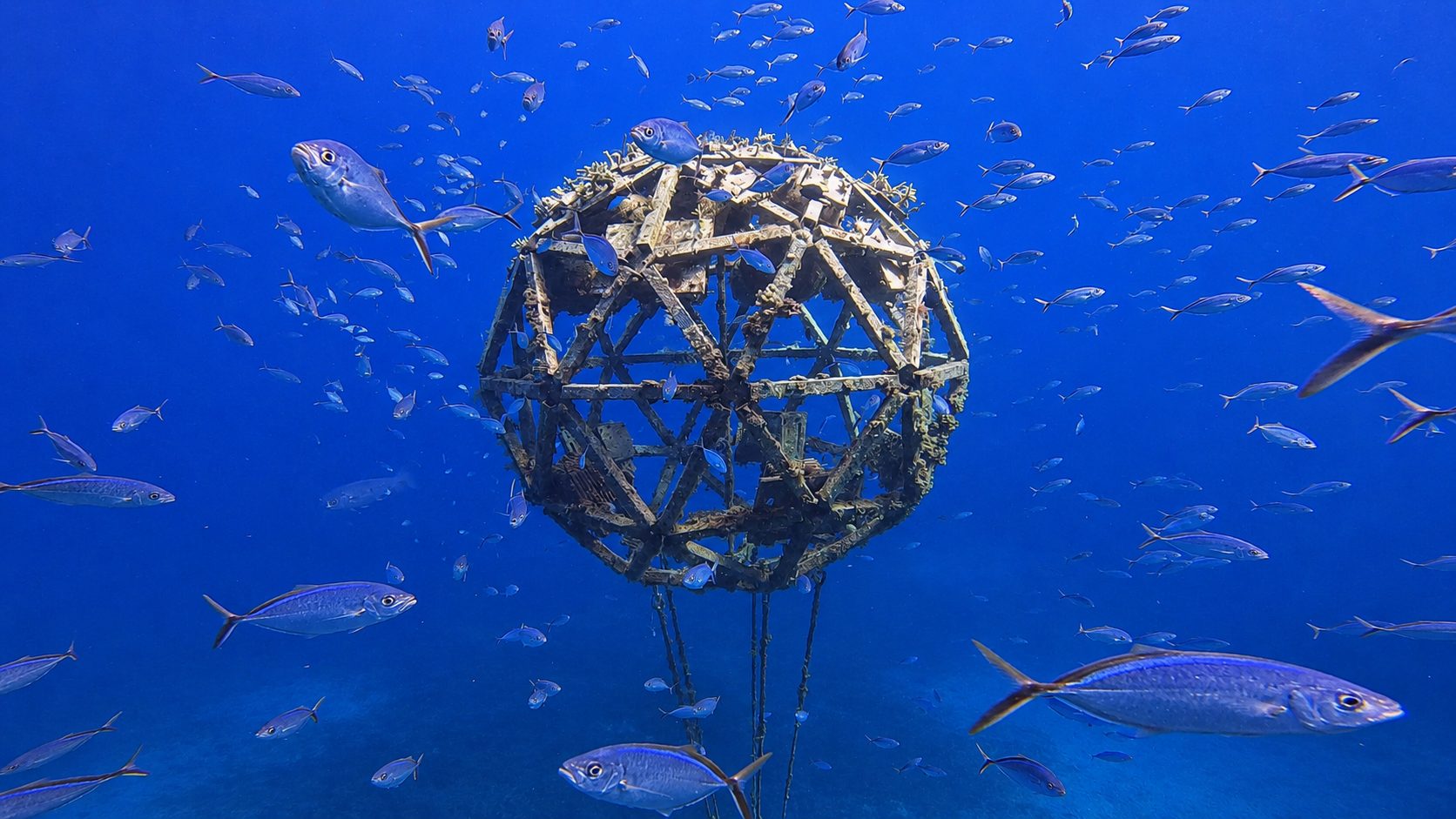 Scientists transplant microscopic reef life off Vieques in breakthrough coral restoration study - Pasquines